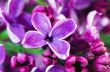 Blooming lilac flowers. Abstract background. Macro photo. 