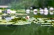 image of a lotus flower on the water