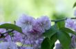 sakura. cherry blossom in springtime, beautiful pink flowers 