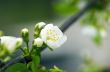 Cherry blossom closeup over natural background 
