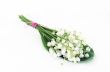 Close up of Lily of the valley 
