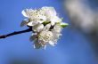 Cherry blossom closeup over natural background 