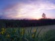 Spring landscape with yellow flower on hill and majestic sunset 