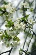 Cherry blossom closeup over natural background 