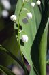 Close up of Lily of the valley 