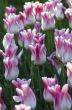 Spring background with tulips 