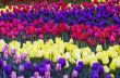 Spring background with tulips 