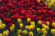 Spring background with tulips 