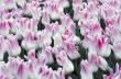 Spring background with tulips 