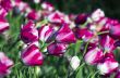 Spring background with tulips 
