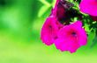 A cluster of purple petunias hanging on tree close up 