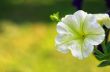 many white  petunia flowers in garden