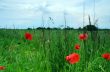 Red poppies blooming in the wild meadow 