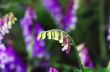 abstract violet flowers on field 