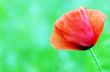 Red poppies blooming in the wild meadow 