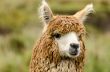 Alpaca