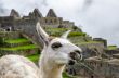 Llama in Machu Picchu