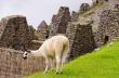 Llama in Machu Picchu