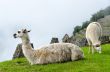 Llama in Machu Picchu