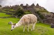 Llama in Machu Picchu