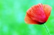 Red poppies blooming in the wild meadow