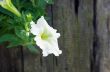 A cluster of white petunias hanging on tree close up 