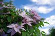 Close up of beautiful single white clematis flower
