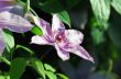 Close up of beautiful single white clematis flower