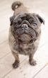 Pug standing outside on a patio