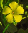 yellow-flower-stem