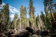 Yosemite view into forest