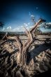 Death Valley dunes wood in HDR