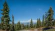 Sequoia forest panoramic view