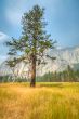 Yosemite lonley tree