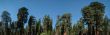 tree panorama Sequoia
