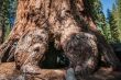 Sequoia bole root