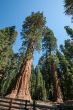 Sequoia national park