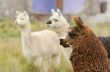 Alpacas