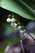 Lily of the valley