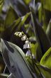 Lily of the valley