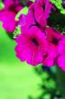 A cluster of purple petunias hanging on tree close up 