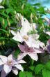 Close up of beautiful single white clematis flower 