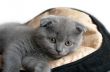 top view of baby cat kitten lying