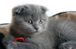 top view of baby cat kitten lying