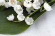 Close up of Lily of the valley