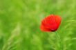 Red poppies blooming in the wild meadow 