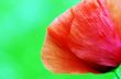 Red poppies blooming in the wild meadow