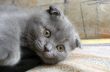 top view of baby cat kitten lying