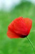 Red poppies blooming in the wild meadow 