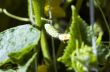 Many small green cucumbers hanging on stem 